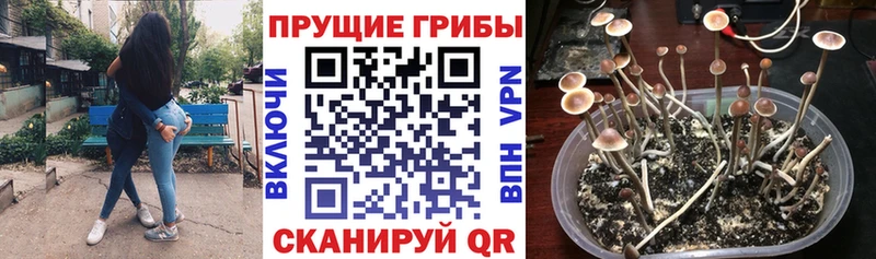 Галлюциногенные грибы прущие грибы  мориарти какой сайт  Игра  блэк спрут  
